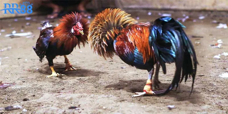 Hệ thống trang bảo mật tối ưu, an toàn